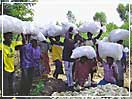Carrying sacks of maize to storage barn